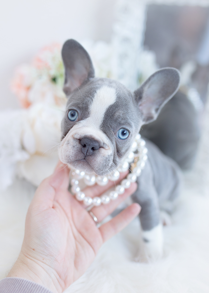 French Bulldog Puppy #383 | Teacup Puppies & Boutique
