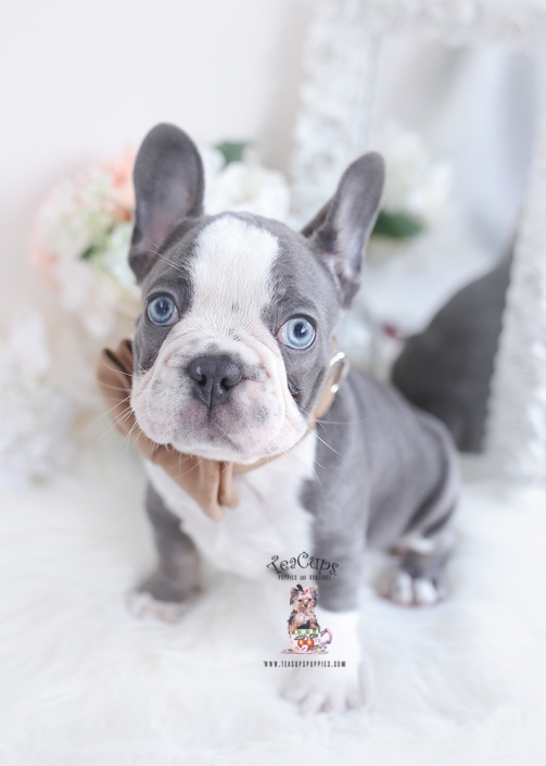 French Bulldog Puppies For Sale By Teacups Puppies Boutique Teacup Puppies Boutique French Bulldog Puppies For Sale By Teacups Puppies Boutique Teacup Puppies Boutique