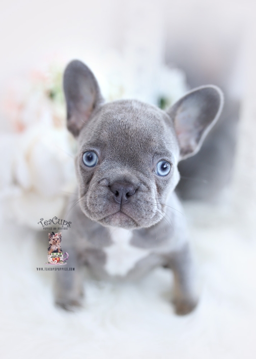 French Bulldog Puppies For Sale By Teacups Puppies Boutique Teacup Puppies Boutique French Bulldog Puppies For Sale By Teacups Puppies Boutique Teacup Puppies Boutique
