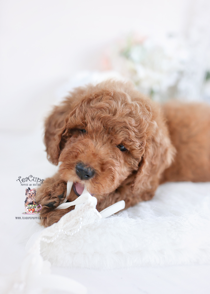 goldendoodle410a Teacup Puppies & Boutique