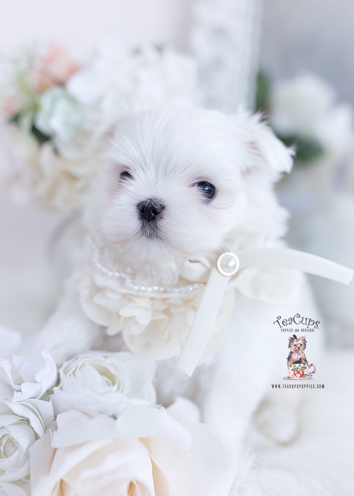 maltesepuppy393a Teacup Puppies & Boutique