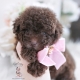 chocolate poodle puppy