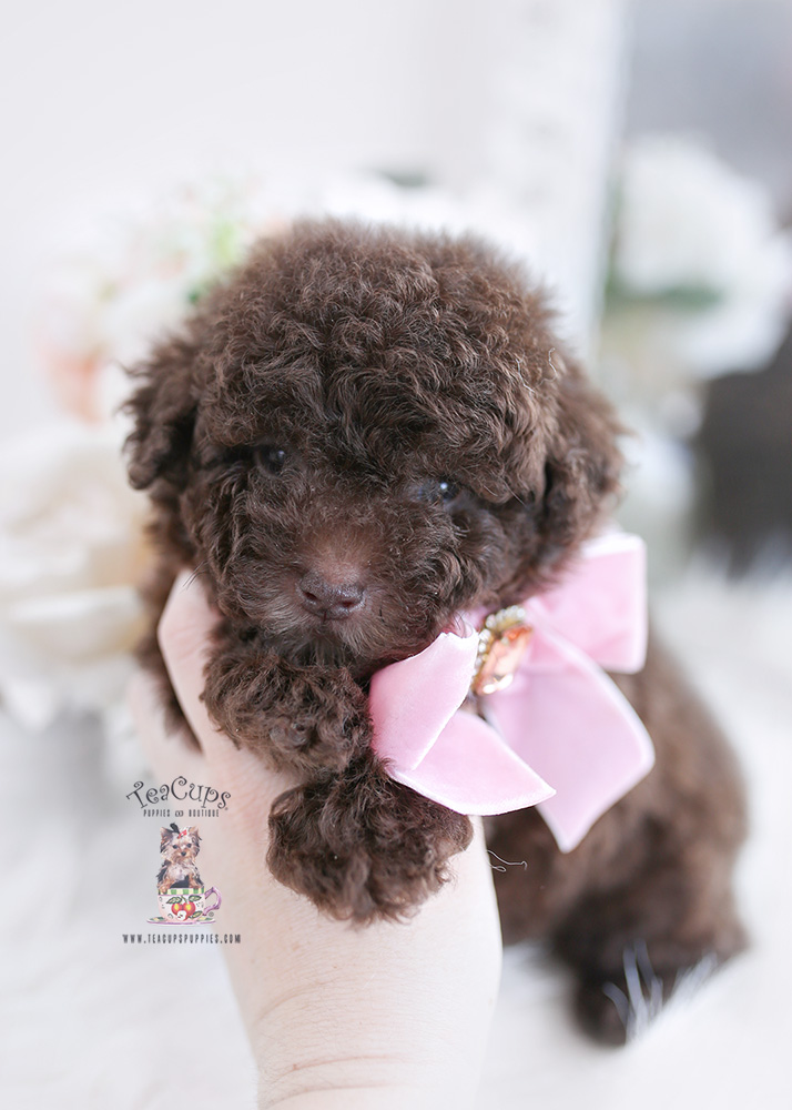 chocolate poodle puppy