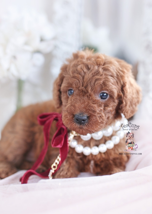 cavapoo puppy