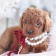 cavapoo puppy