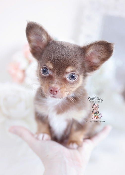 chocolate tan long haired chihuahua puppy in the palm of a hand