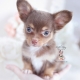 chocolate tan long haired chihuahua puppy in the palm of a hand