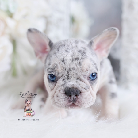 French Bulldog Puppies For Sale by TeaCups, Puppies & Boutique | Teacup ...