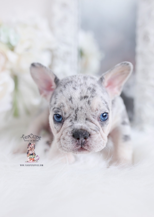 French Bulldog Puppies For By