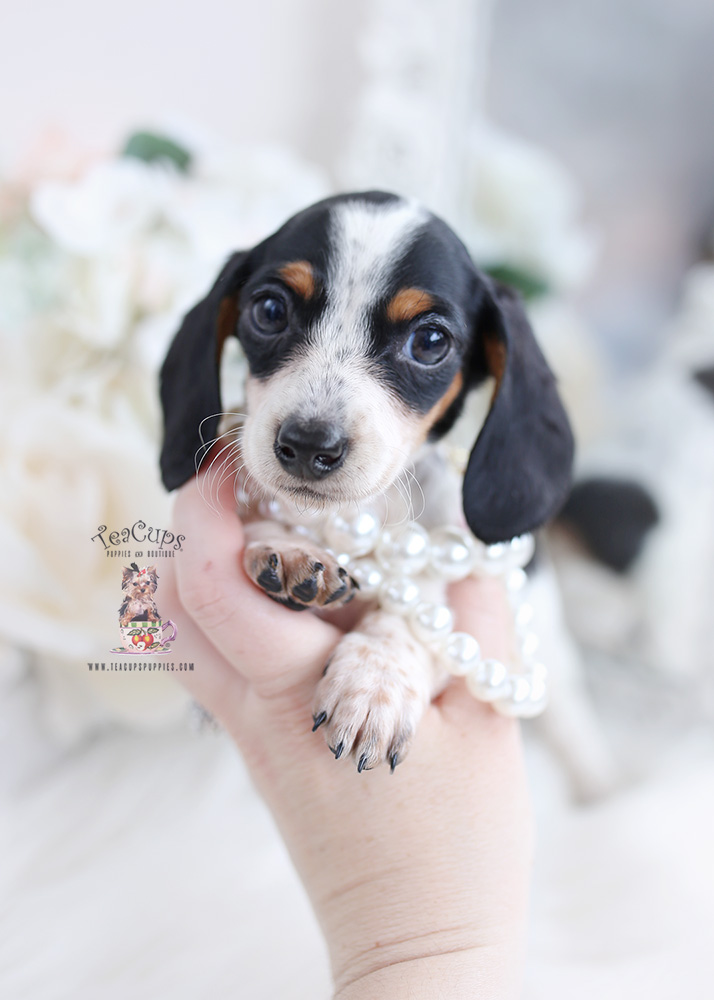 mini dachshund puppy