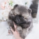 pomeranian puppy