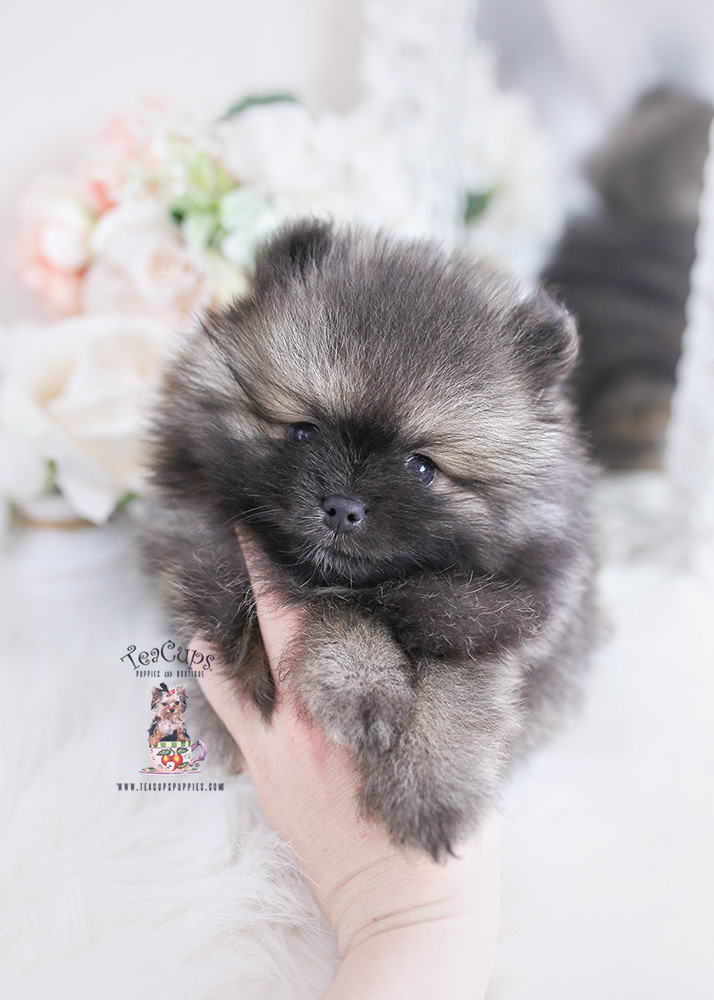 pomeranian puppy