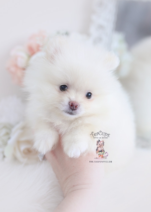 cream pomeranian puppy