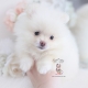 cream pomeranian puppy