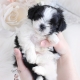 shih tzu puppy