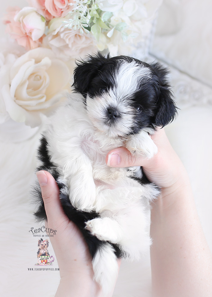 shih tzu puppy