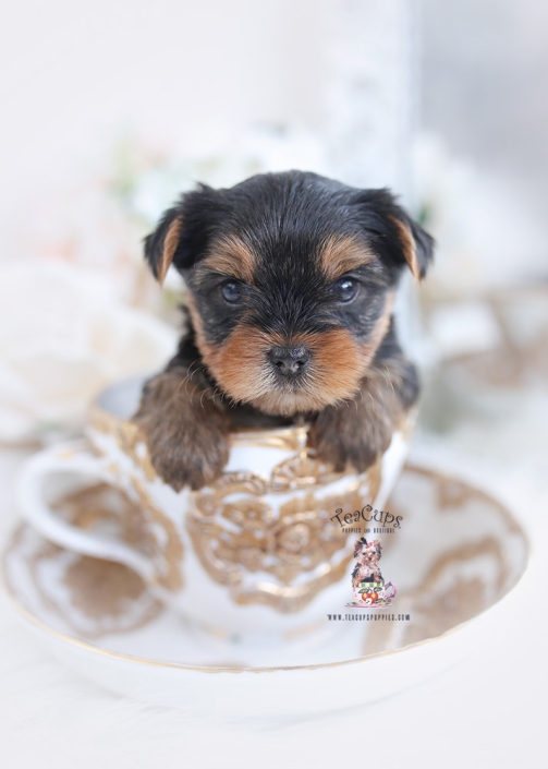 yorkie puppy teacups puppies