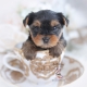 yorkie puppy teacups puppies