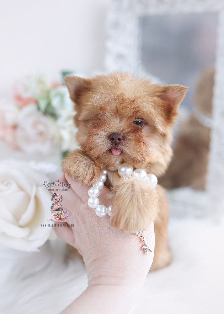 golden yorkie puppy