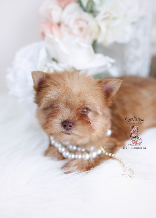 golden teacup yorkie