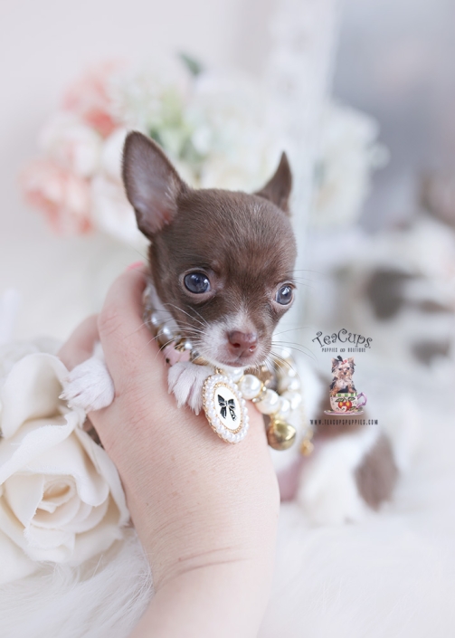 do teacup chihuahuas live long