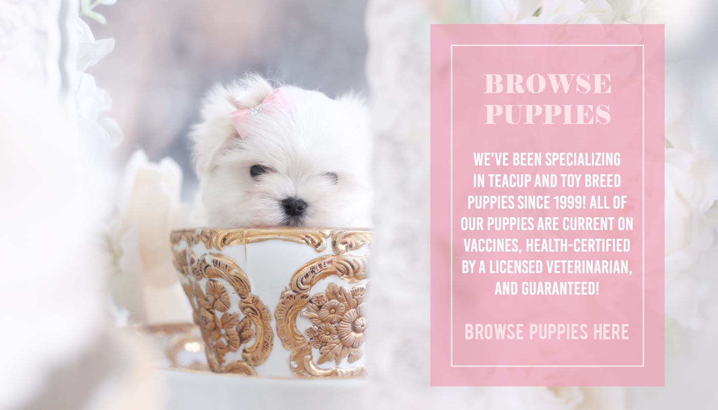Toy Teacup Puppies For Teacups