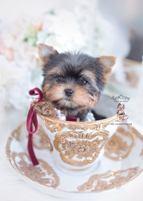 what is considered a toy yorkie