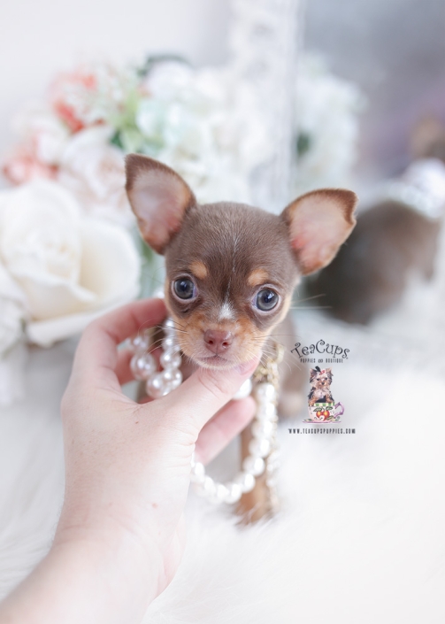 chocolate chihuahua teacup puppies