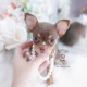 chocolate chihuahua teacup puppies
