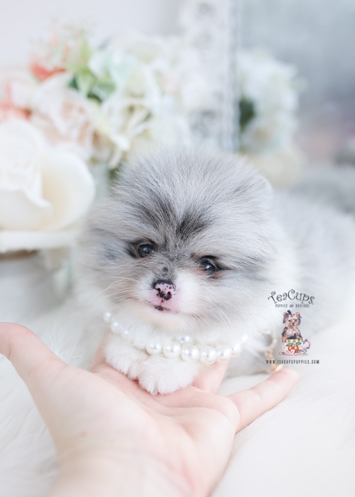 blue merle pomeranian puppy