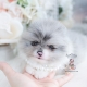 blue merle pomeranian puppy