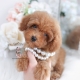 red toy poodle puppy