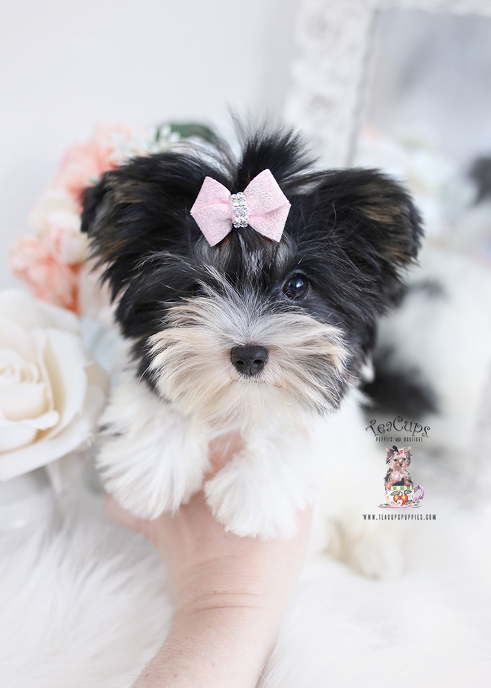 maltese puppy for sale