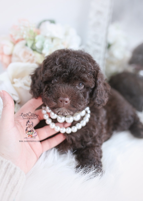 Teacup and Toy Poodle Puppies Teacup Puppies & Boutique