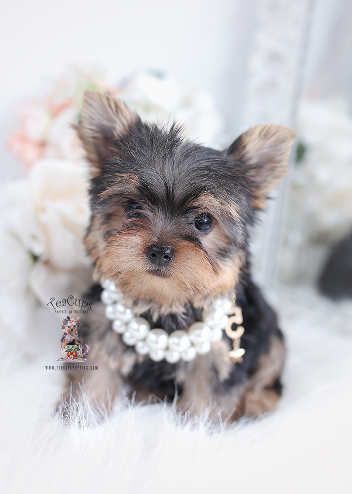 Teacup Pomeranian Puppies For Sale in Miami, Ft. Lauderdale Teacup Puppies & Boutique