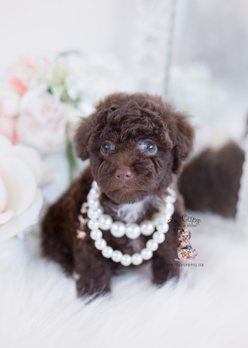 Teacup Maltese For Sale in Fort Lauderdale Teacup Puppies & Boutique