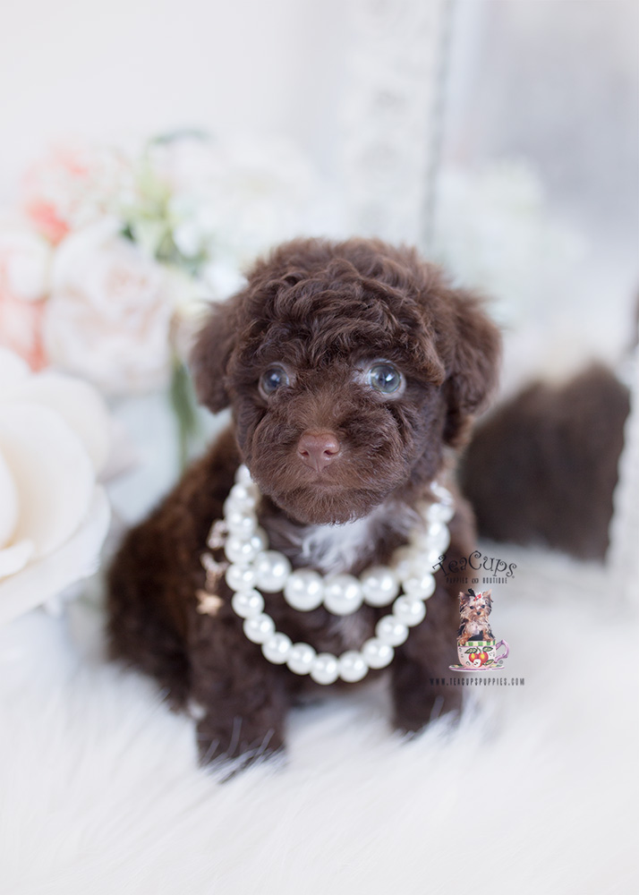 Blue Frenchie Puppies Davie Florida Teacup Puppies & Boutique