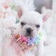 French Bulldog “Frenchie” Puppies For Sale