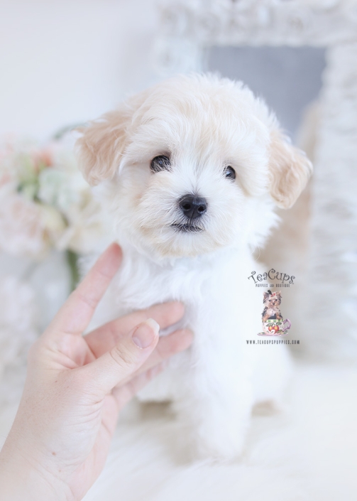 Which Teacup Puppy Is Best