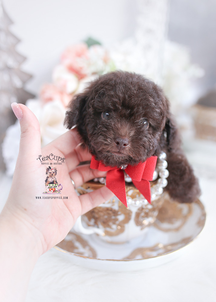 Chocolate Teacup Maltipoo