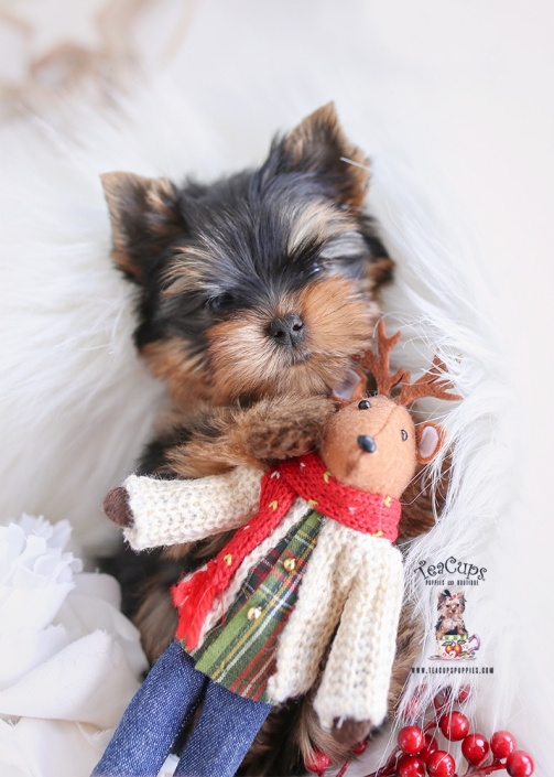 what is considered a toy yorkie