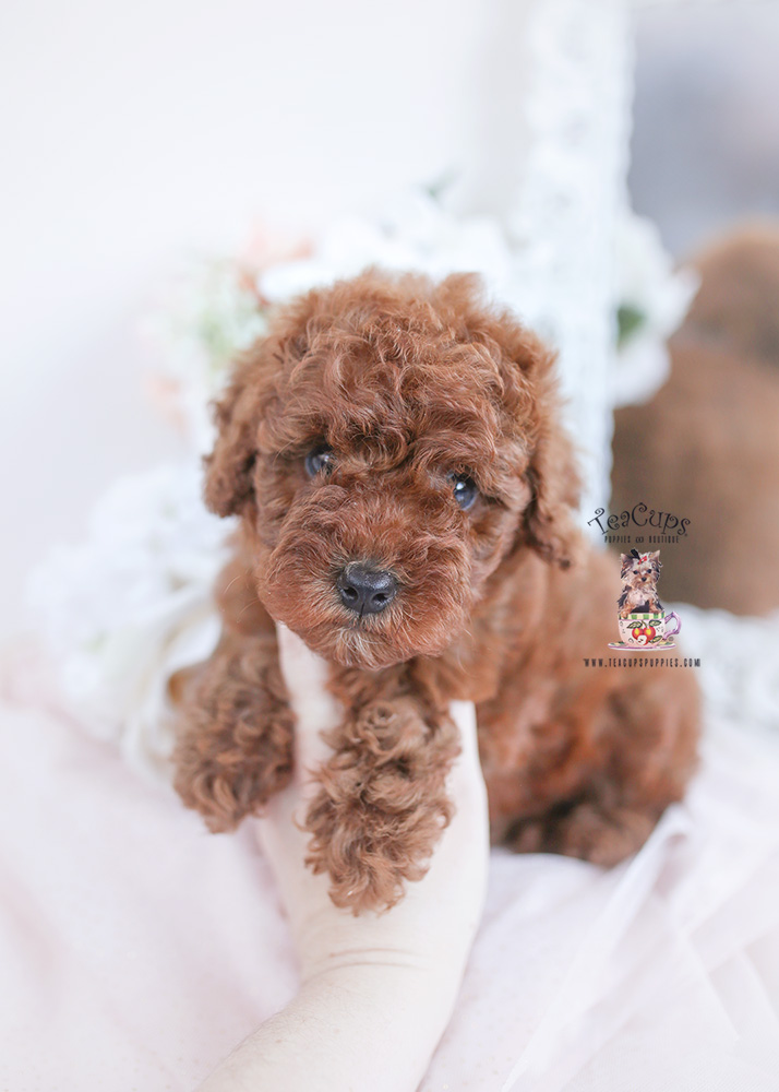Chocolate Teacup Maltipoo