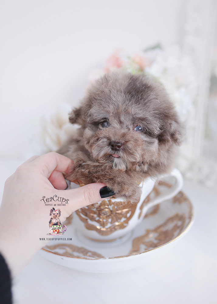 Designer Breed Puppies For Sale Teacup Puppies & Boutique