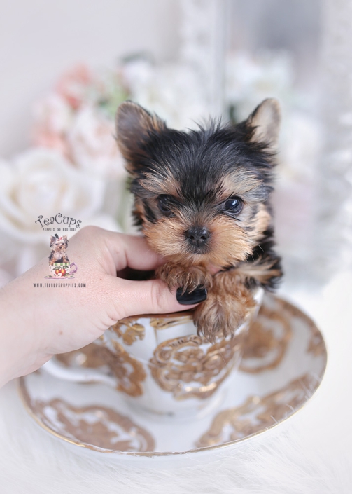 miniature yorkie puppy