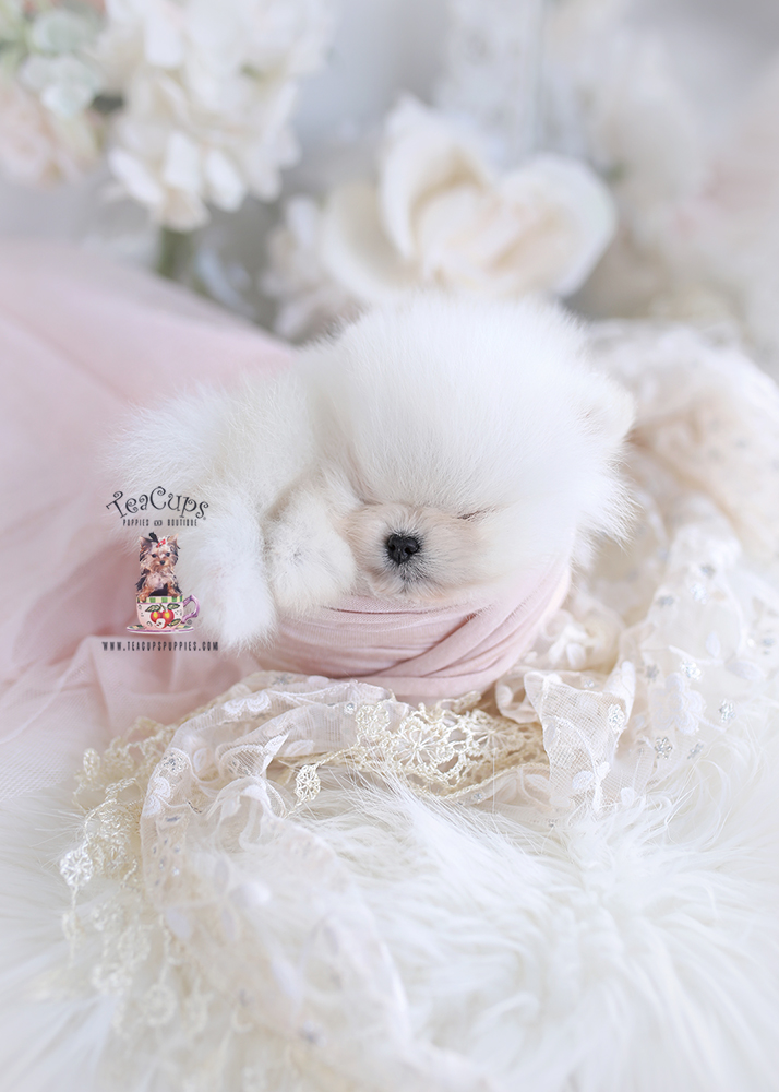 contact teacup puppy boutique