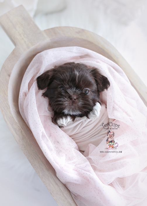 chocolate shih tzu puppy for sale