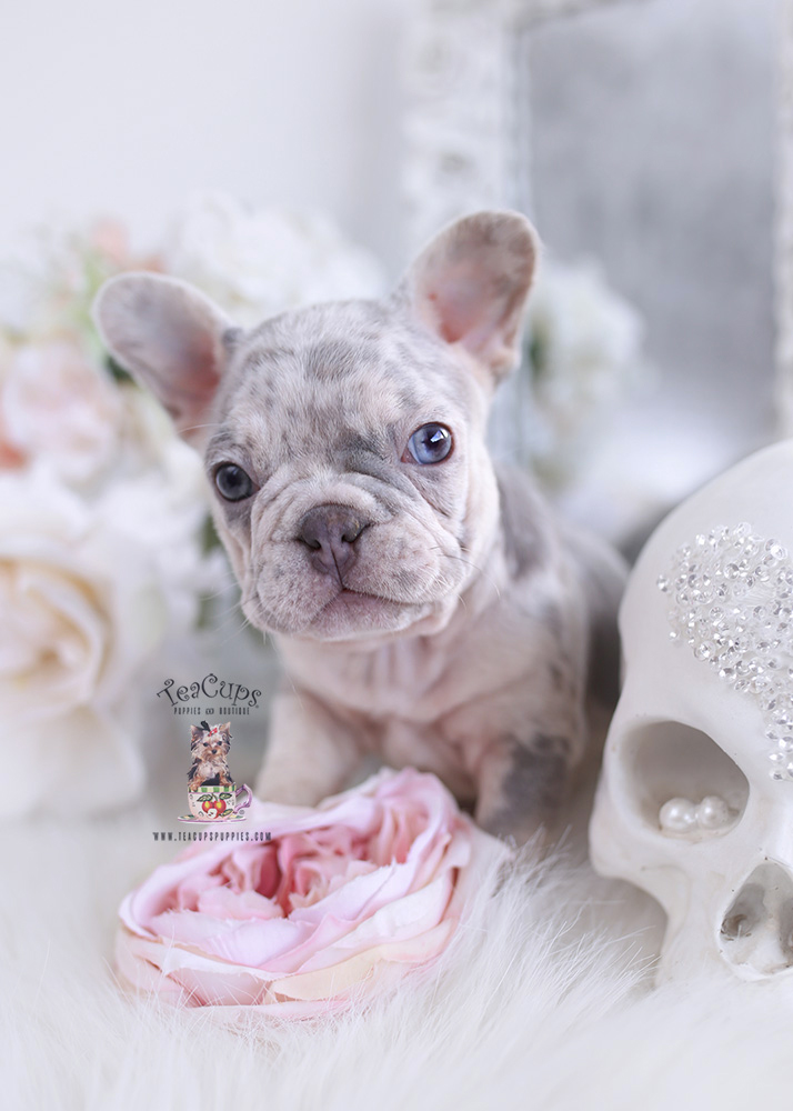 French Bulldog #233 | Teacup Puppies & Boutique