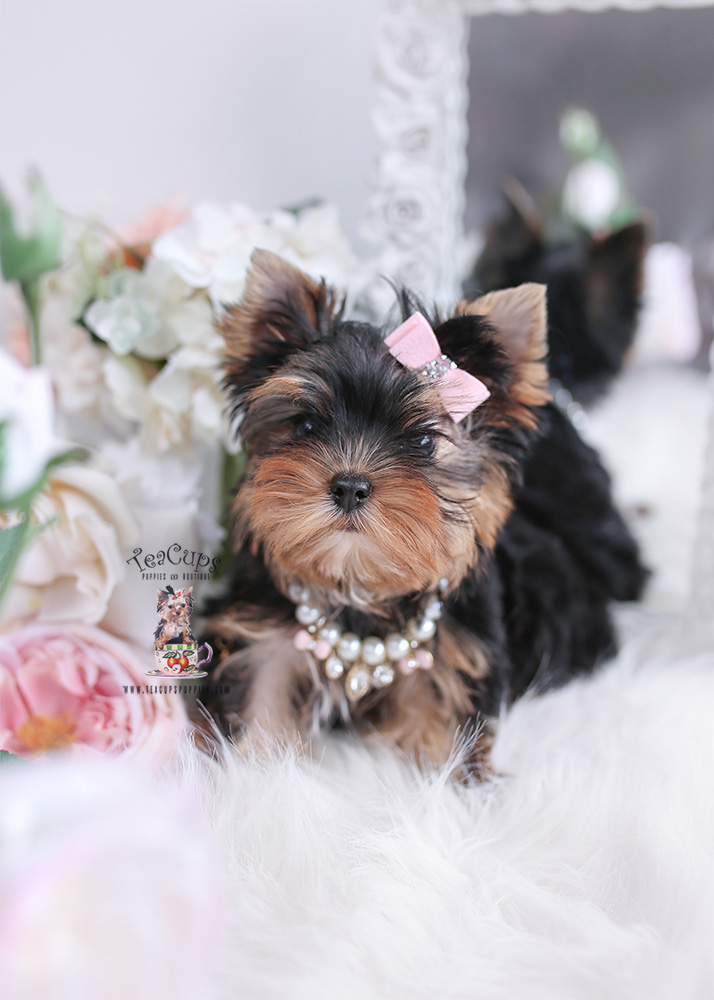 Blue Frenchie Puppies Davie Florida Teacup Puppies & Boutique