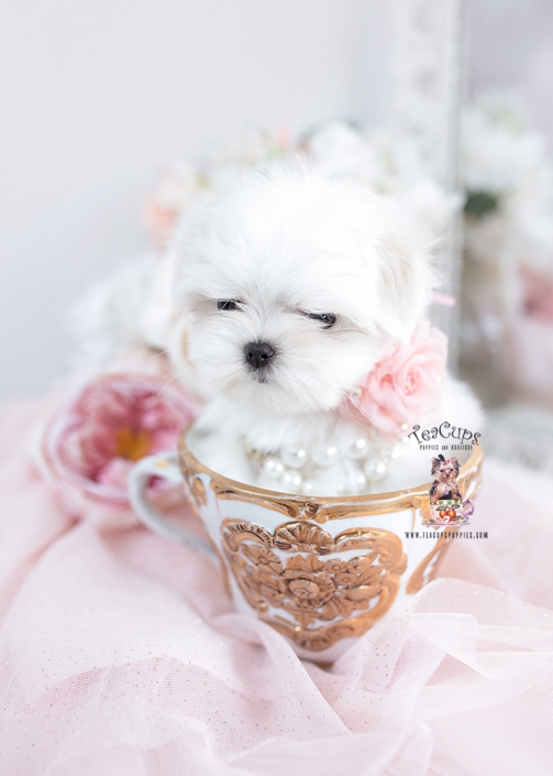 Red Poodle Puppies in Davie Florida Teacup Puppies & Boutique