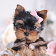 Teacup Puppies & Boutique | Tiny Toy and Teacup Puppies For Sale in South Florida logo